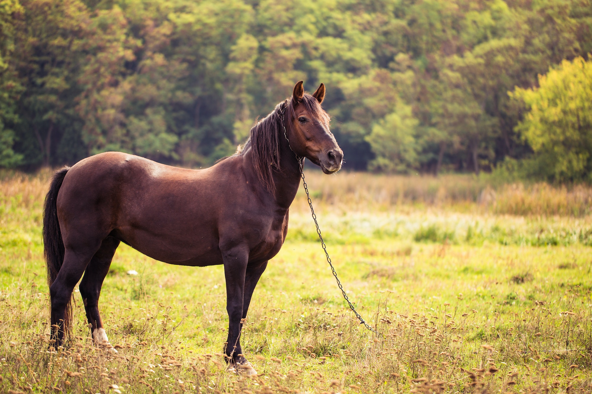 Horse on nature. Portrait of a horse, brown horse