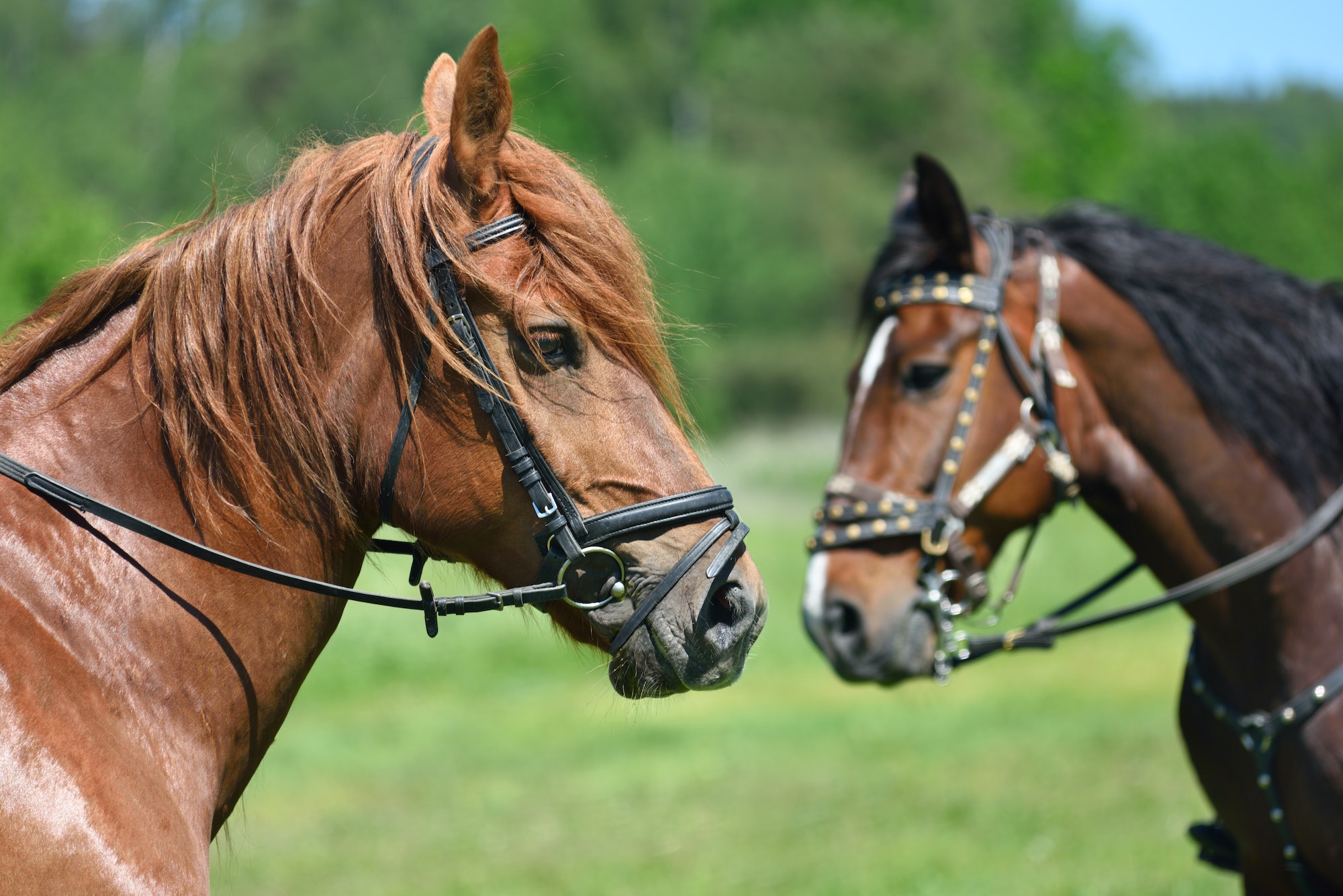 Portrait of two horses